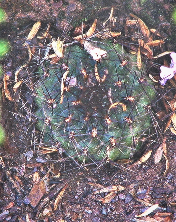 MEDIOLOBIVIA EINSTEINII V ATROSPINOSA LF55b Encrucijada 3700m 750