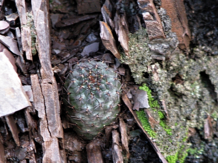 MEDIOLOBIVIA EINSTEINII V ATROSPINOSA LF55a Encrucijada 750