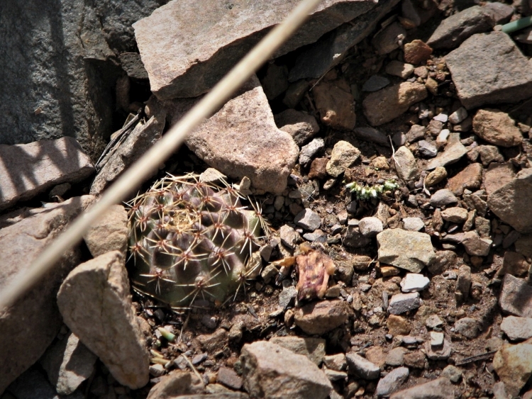 MEDIOLOBIVIA NIGRICANS V PETERSEIMII LF56 Encrucijada 3600m 750