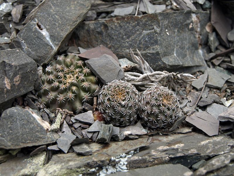 TB386 2 Rebutia einsteinii v aureiflora