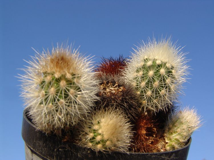 Echinocereus freudenbergeri JJH 88 R 89 1 750