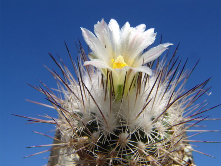 Gymnocactus mandragora m220