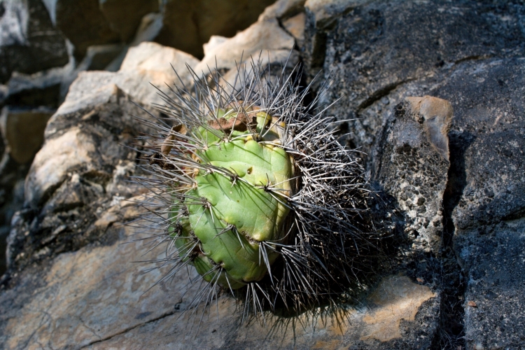  DSC7487 1 Thelocactus tepelmemensis 1 750