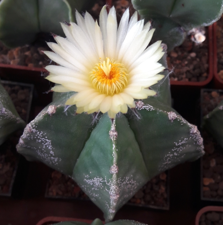 Astrophytum myriostigma f nudum CHAL El N ez San Luis Potos sbrka autor 750