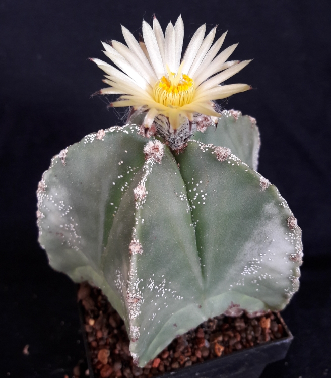 Astrophytum myriostigma f nudum CHAL El Nez SLP sbrka autor 750