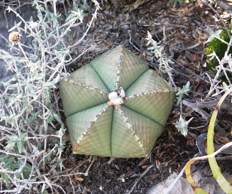 Astrophytum myriostigma f nudum El N ez San Luis Potos foto Ji Horal 750