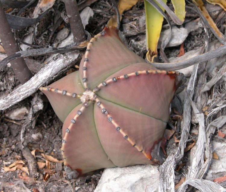 Astrophytum myriostigma f nudum El N ez San Luis Potos foto Ji Horal 750