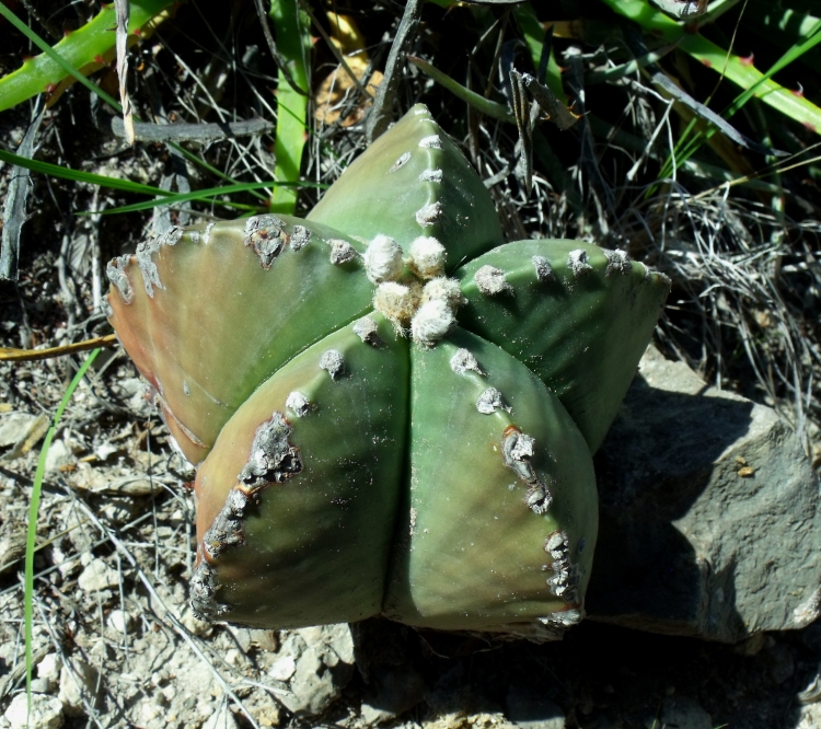Astrophytum myriostigma f nudum PT 306 Entr Huizache San Luis Potos 750