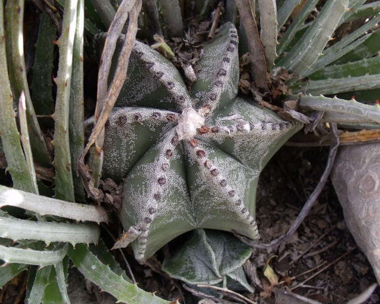 Astrophytum myriostigma f seminudum PT 522 Las Tablas San Luis Potos 750