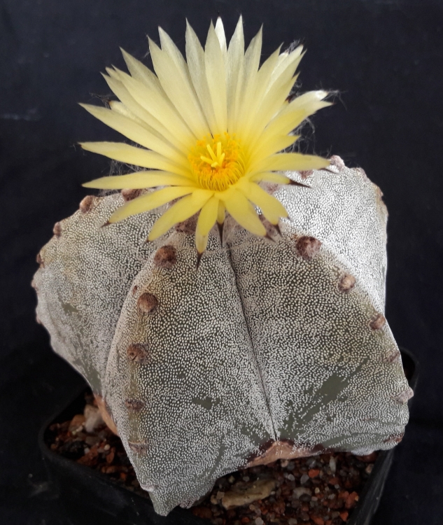 Astrophytum myriostigma var strogylogonum PP 469 Villar SLP sbrka autor 750