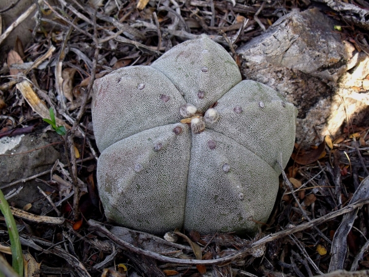 Astrophytum myriostigma var strongylogonum PT 225 Puerta del Ro San Luis Potos 750