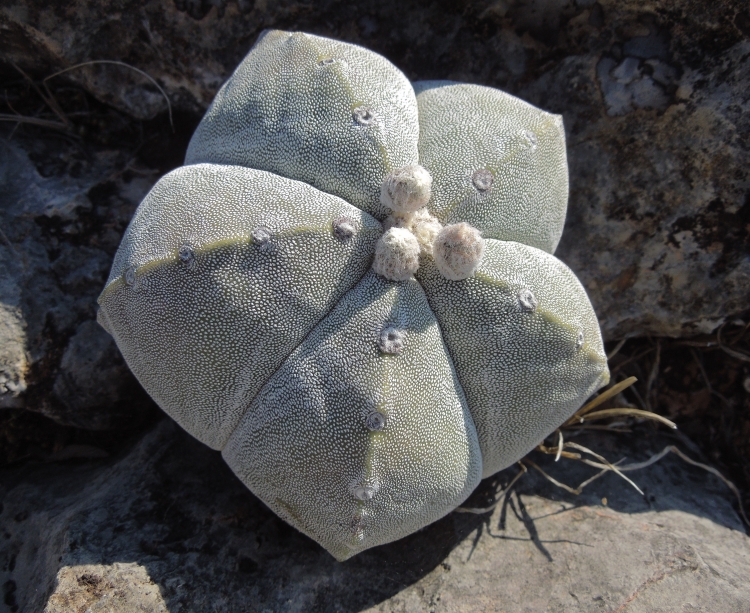 Astrophytum myriostigma var strongylogonum PT 236 Abrego El Oro Guadalczar San Luis Potos 750