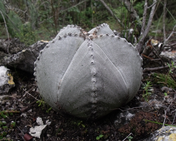 Astrophytum myriostigma var strongylogonum PT 524 Las Negritas San Luis Potos 750