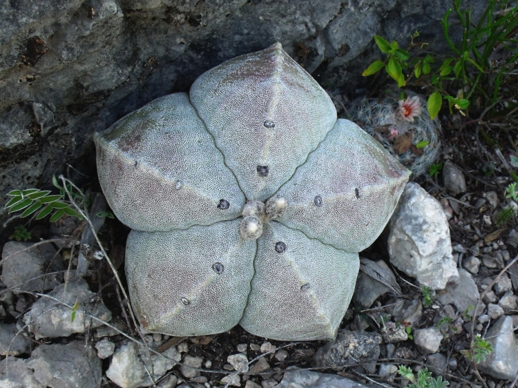 Astrophytum myriostigma var strongylogonum PT 529 Derramaderos severn Cerritos San Luis Potos 750