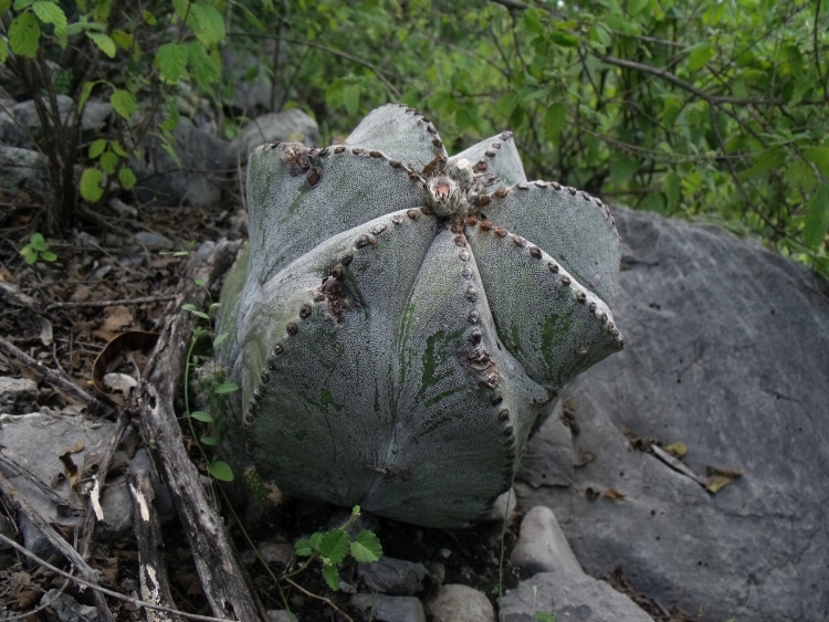 Astrophytum myriostigma var strongylogonum PT 531 Guaxcam San Luis Potos 750