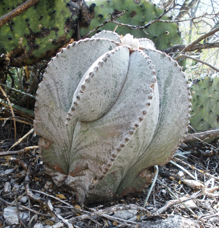 Astrophytum myriostigma var strongylogonum PT 670 Charco Blanco San Luis Potos 750