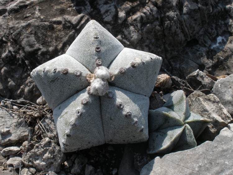 Astrophytum myriostigma var strongylogonum PT 671 La Hincada San Luis Potos 750