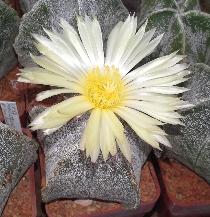 Astrophytum myriostigma var strongylogonum k 67 Abrego El Oro Guadalczar San Luis Potos prmr kvtu 8 cm 750