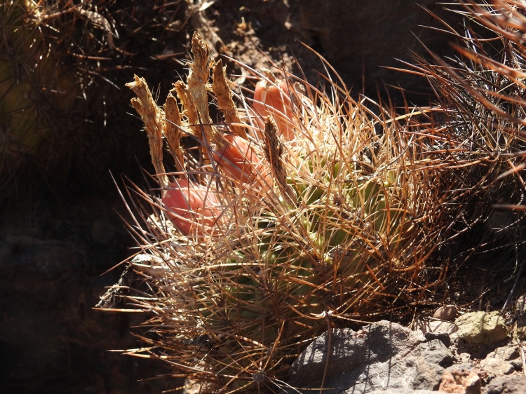 Neoporteria coimasensis Coimas 750