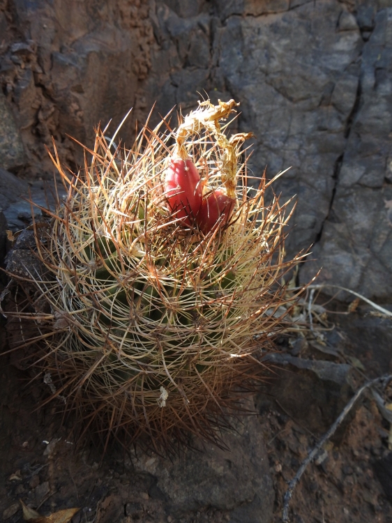 Neoporteria coimasensis Coimas 750