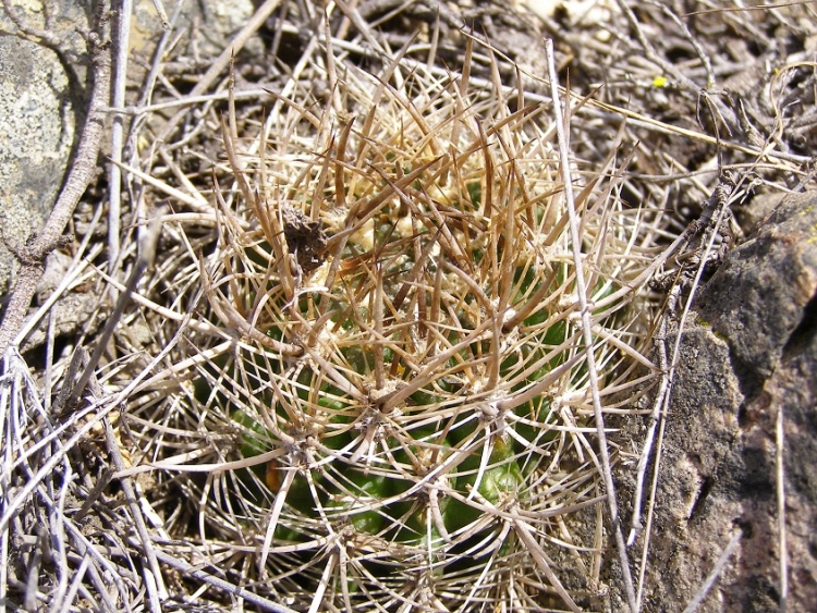 Neoporteria coimasensis Coimas 750