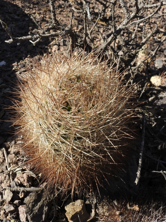 Neoporteria coimasensis Coimas 750