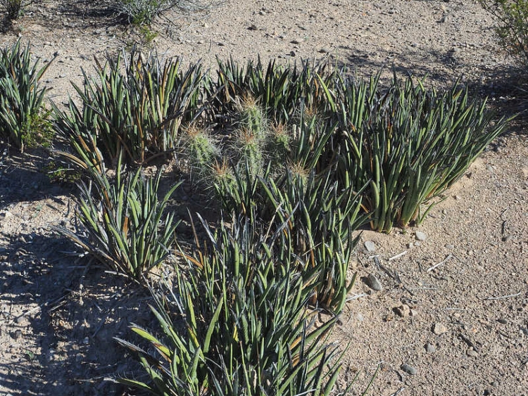 PB069428 VeinteDeNoviembra WP2071 Yucca endlichiana 750