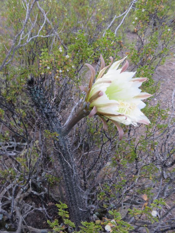 3 IMG 5358 Cereus aetiops ASK1056 3 750