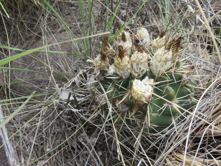 8 IMG 5375 Notocactus submammulosus ASK1057 750