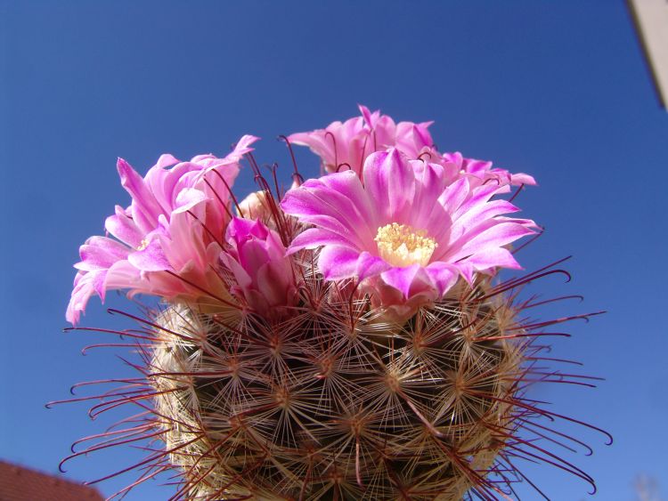 Mammillaria longiflora 1 750