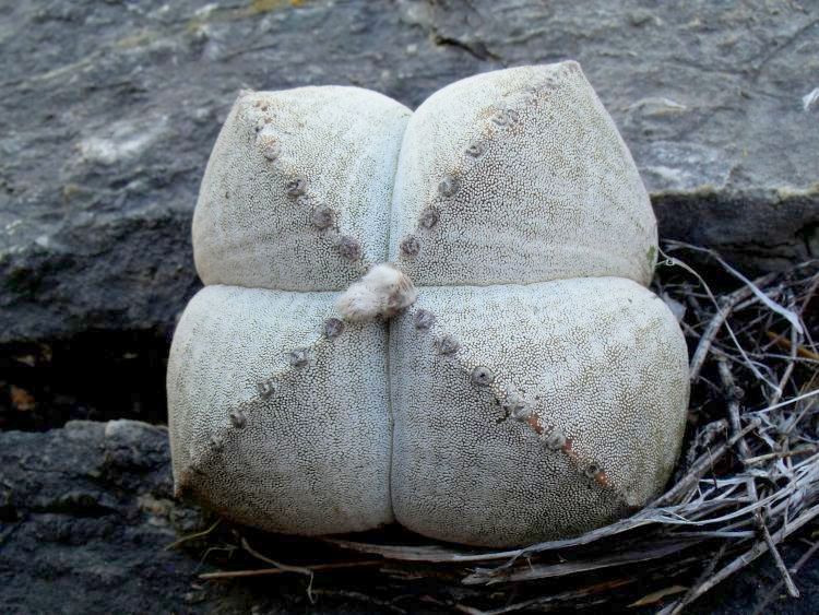 Astrophytum myriostigma var quadricostatum PT 305 Los Ebanos Tamaulipas 1 750