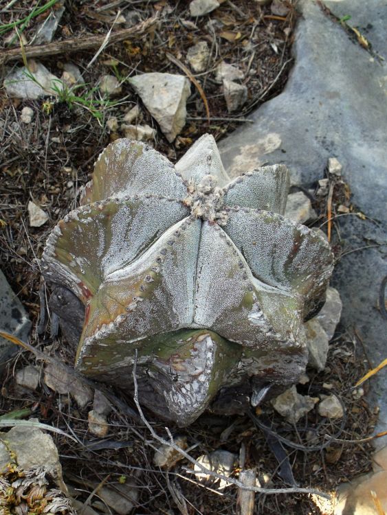 Astrophytum myriostigma var quadricostatum PT 305 Los Ebanos Tamaulipas 2 750