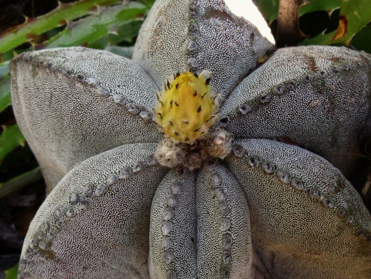 Astrophytum myriostigma var quadricostatum PT 305 Los Ebanos Tamaulipas 3 750