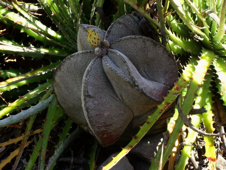 Astrophytum myriostigma var quadricostatum PT 305 Los Ebanos Tamaulipas 4 750