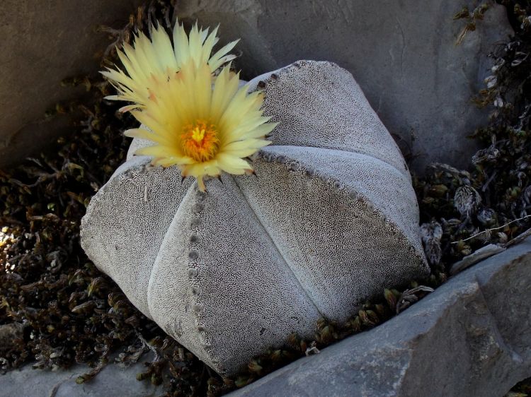 Astrophytum myriostigma var quadricostatum PT 305 Los Ebanos Tamaulipas 5 750