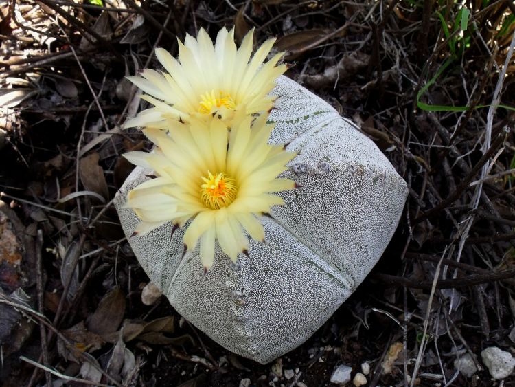 Astrophytum myriostigma var quadricostatum PT 305 Los Ebanos Tamaulipas 6 750