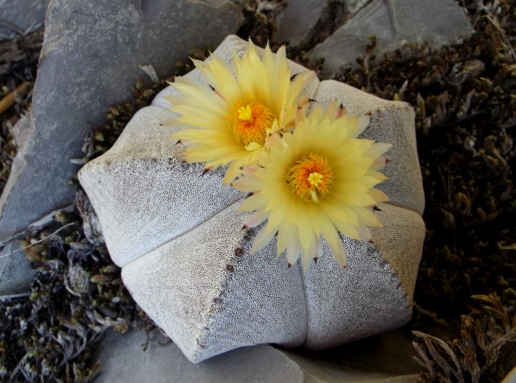 Astrophytum myriostigma var quadricostatum PT 305 Los Ebanos Tamaulipas 7 750