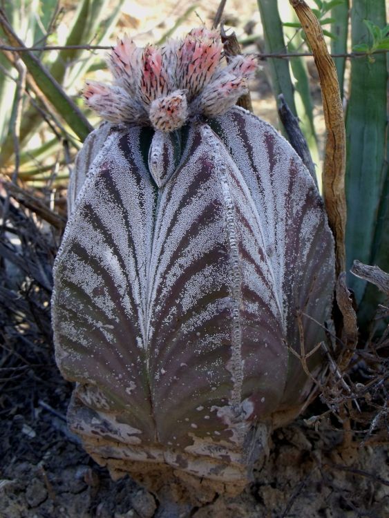 Astrophytum myriostigma var quadricostatum f zebra PT 254 San Antonio Tamaulipas 1 750