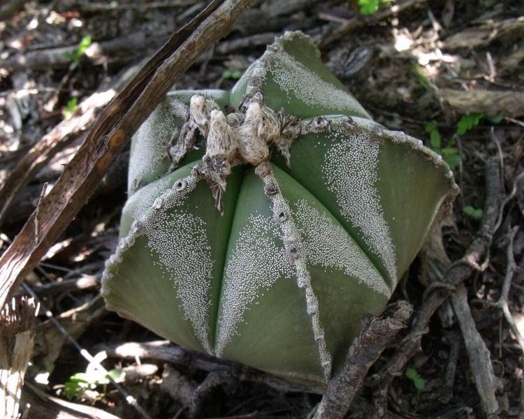 Astrophytum myriostigma var quadricostatum f zebra PT 254 San Antonio Tamaulipas 10 750