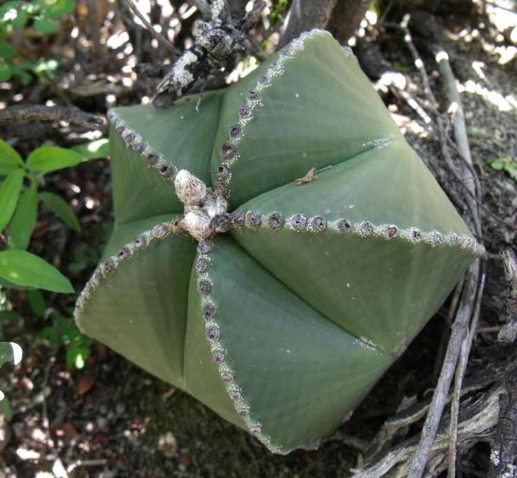 Astrophytum myriostigma var quadricostatum f zebra PT 254 San Antonio Tamaulipas 11 750