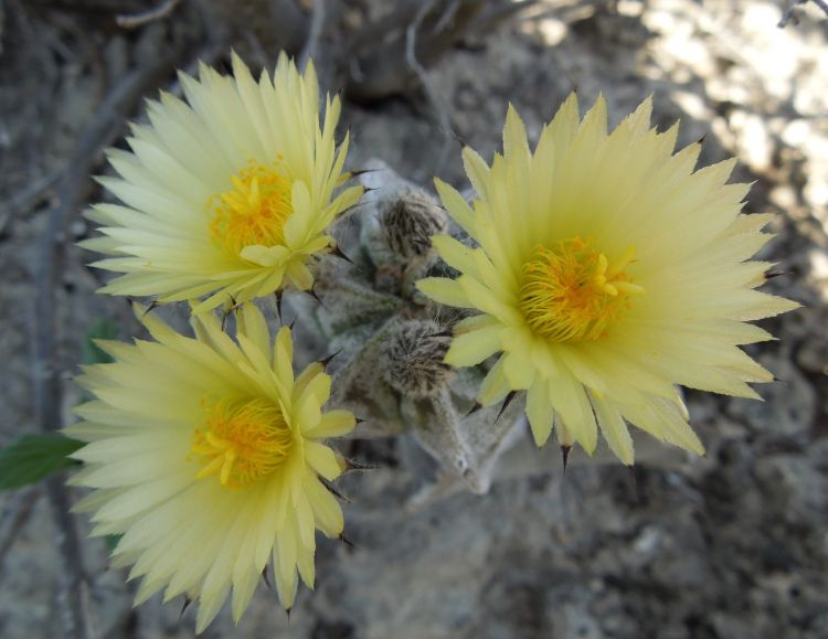 Astrophytum myriostigma var quadricostatum f zebra PT 254 San Antonio Tamaulipas 12 750