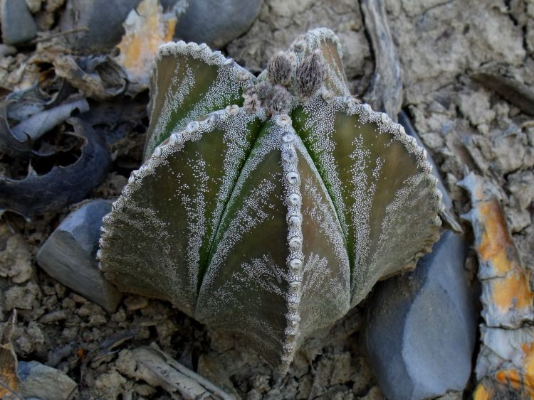 Astrophytum myriostigma var quadricostatum f zebra PT 254 San Antonio Tamaulipas 13 750