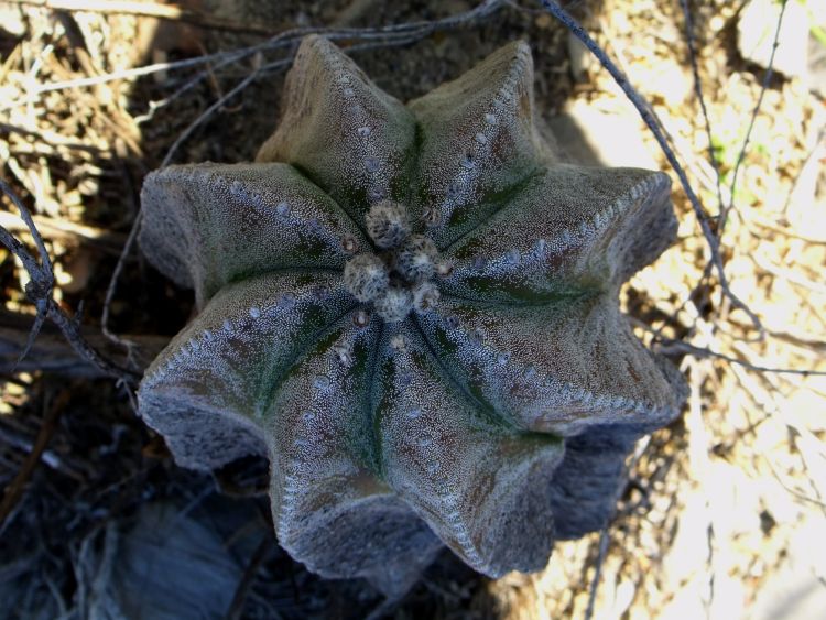 Astrophytum myriostigma var quadricostatum f zebra PT 254 San Antonio Tamaulipas 14 750