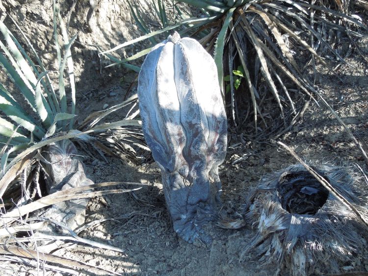 Astrophytum myriostigma var quadricostatum f zebra PT 254 San Antonio Tamaulipas 16 foto Ji Pejoch 750