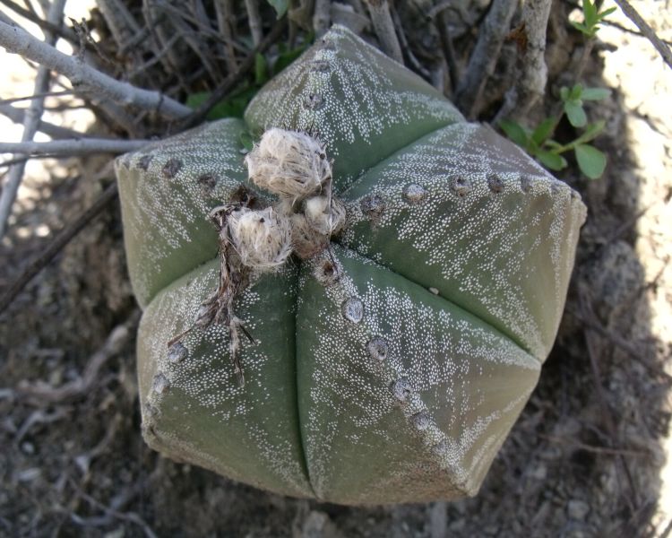 Astrophytum myriostigma var quadricostatum f zebra PT 254 San Antonio Tamaulipas 17 750