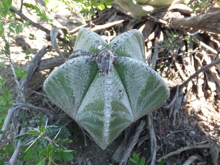 Astrophytum myriostigma var quadricostatum f zebra PT 254 San Antonio Tamaulipas 18 750