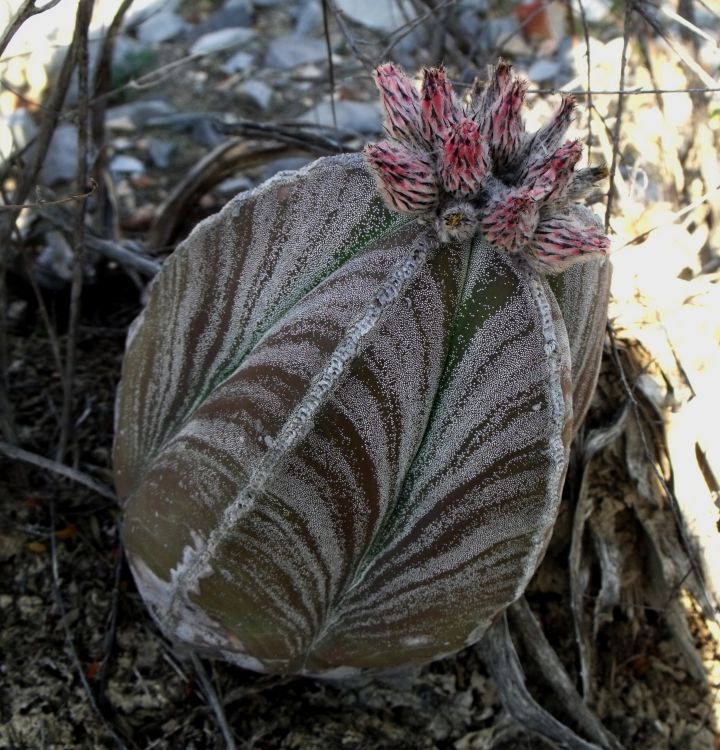 Astrophytum myriostigma var quadricostatum f zebra PT 254 San Antonio Tamaulipas 2 750