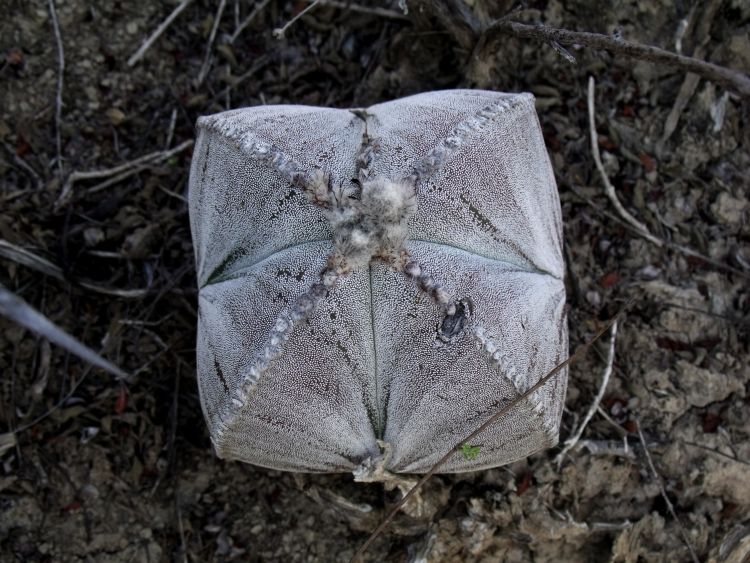 Astrophytum myriostigma var quadricostatum f zebra PT 254 San Antonio Tamaulipas 3 750