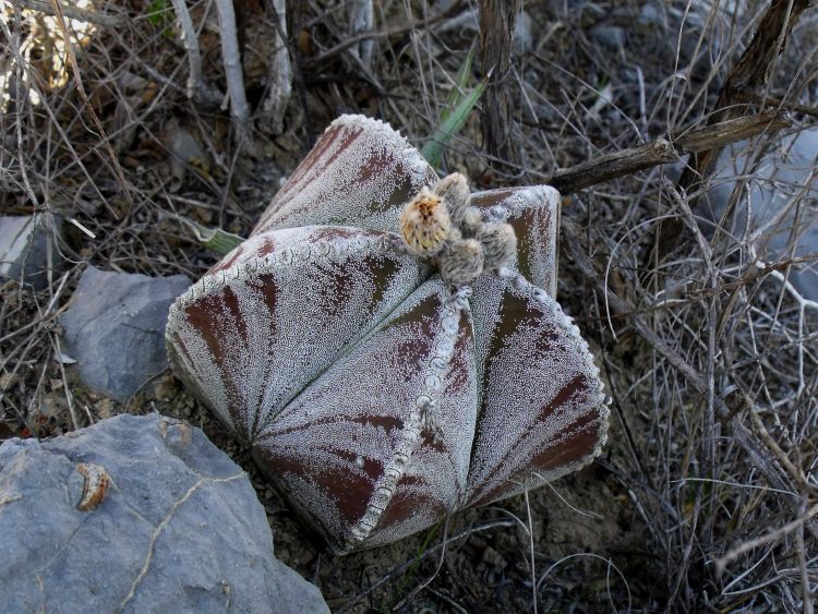 Astrophytum myriostigma var quadricostatum f zebra PT 254 San Antonio Tamaulipas 5 750