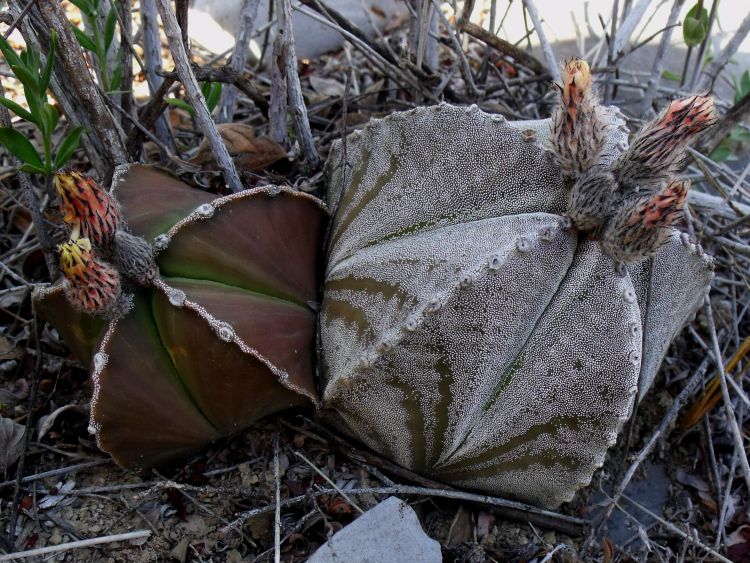 Astrophytum myriostigma var quadricostatum f zebra PT 254 San Antonio Tamaulipas 6 750